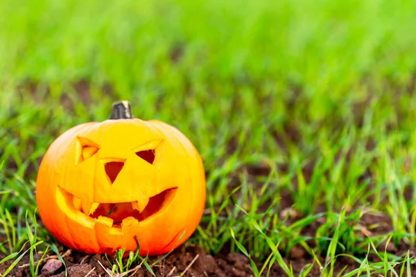 Halloween scary pumpkin jack-o-lantern with a smile on green grass blurred background
