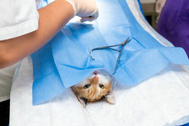 Ameliyat masasında yakın plan kedi resmi ve veteriner cerrahisi. Veterinerlik sağlık konsepti. Veteriner kliniğinde kedi karın ameliyatı