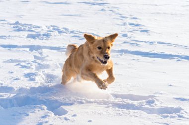 Güçlü, sağlıklı golden retriever bir atlayışta koşuyor. Yan görüş. Kış dış çekim. Güzel güneşli bir akşam..