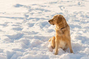 Güzel Golden Retriever oyuncu duruşu akşam vakti parkta karların üzerinde oturuyor..