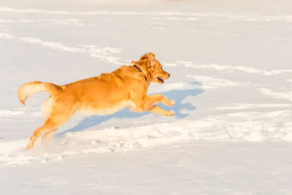 Sterke Gezonde Golden Retriever Loopt Een Sprong Side View Winter — Stockfoto