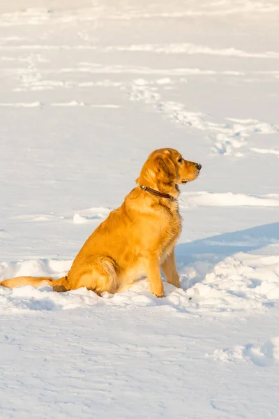 公園の夕方に雪の中に座って素敵な黄金のレトリバー遊び心のあるスタンド — ストック写真