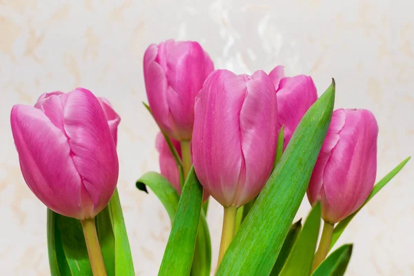 Bukett Med Sju Rosa Tulpaner Närbild Kvinnors Dag Kort För — Stockfoto