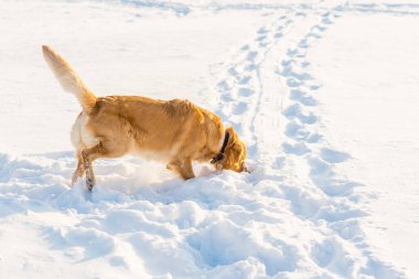 Golden Retriever karları kokluyor ve oynuyor..