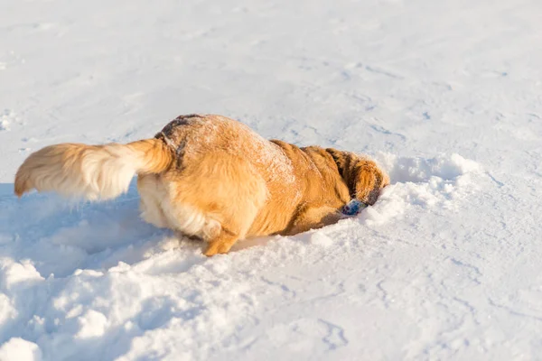 Golden Retriever Sniffing Playing Snow Evening — Stock Photo, Image