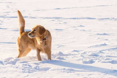 Güzel Golden Retriever oyuncu duruşu akşam vakti parkta karların üzerinde oturuyor..