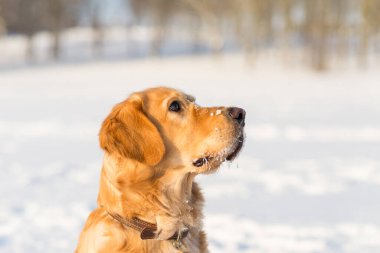 Güneşli bir kış akşamı genç Golden Retriever 'ın kış portresi. Yakın plan portresi..