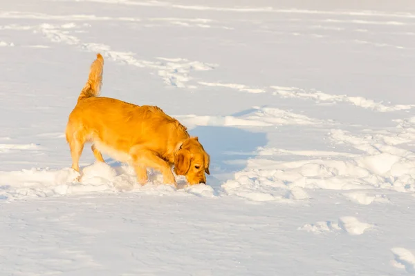 ゴールデンレトリバーは夜に雪の中で嗅ぎ遊び — ストック写真