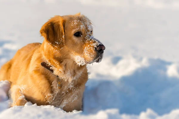 Winterportret Van Jonge Golden Retriever Avonds Zonnige Winter Closeup Portret — Stockfoto