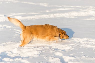 Güzel Golden Retriever oyuncu duruşu akşam vakti parkta karların üzerinde oturuyor..