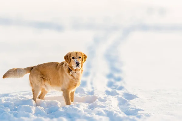Golden Retriever Bij Sneeuw Achtergrond Koude Witte Winter Zonsondergang Avond — Stockfoto