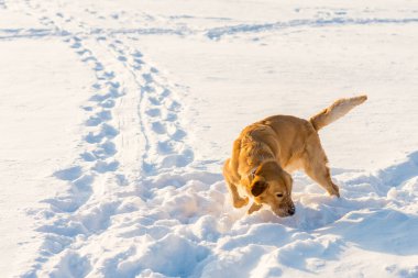 Kar altında Golden Retriever. Soğuk, beyaz kış günbatımı..