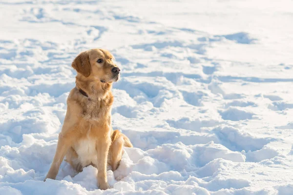 Lovely golden retriever playful stand sitting in the snow at evening in the park.