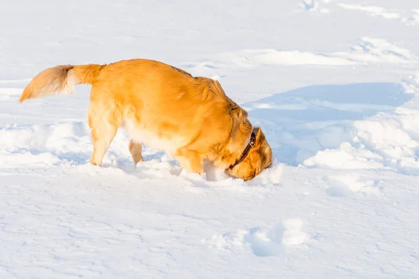 ゴールデンレトリバーは夜に雪の中で嗅ぎ遊び — ストック写真