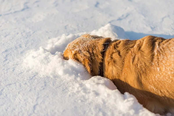 Golden Retriever Snuiven Spelen Sneeuw Avonds — Stockfoto