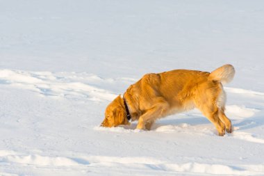 Golden Retriever karları kokluyor ve oynuyor..