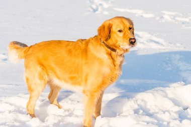 Güzel Golden Retriever oyuncu duruşu akşam vakti parkta karların üzerinde oturuyor..