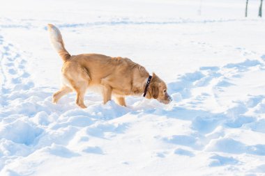Kar altında Golden Retriever. Soğuk, beyaz kış günbatımı..