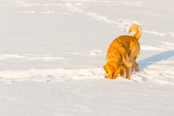 ゴールデンレトリバーは夜に雪の中で嗅ぎ遊び — ストック写真