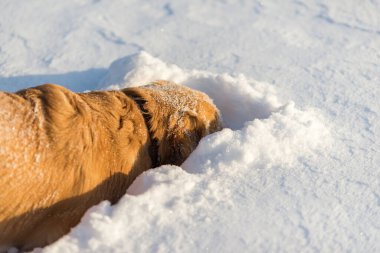 Golden Retriever karları kokluyor ve oynuyor..