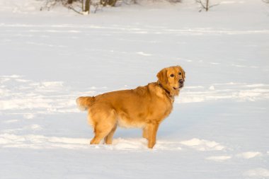Güzel Golden Retriever oyuncu duruşu akşam vakti parkta karların üzerinde oturuyor..