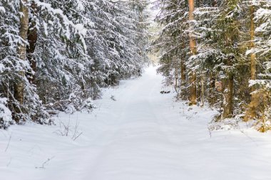 Kışın kozalaklı ormanda karlı patika yolu. Soğuk güneşli kış sabahı..