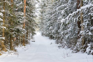 Kışın kozalaklı ormanda karlı patika yolu. Soğuk güneşli kış sabahı..