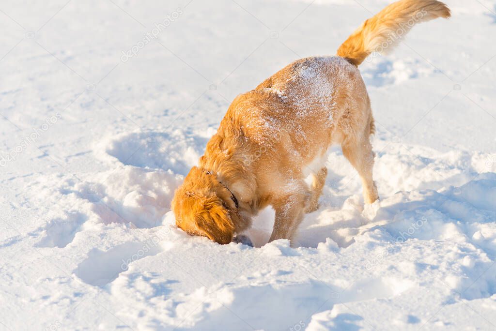 Golden Retriever sniffing and playing in the snow at evening.