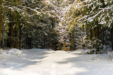 Kışın kozalaklı ormanda karlı patika yolu. Soğuk güneşli kış sabahı..