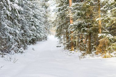Kışın kozalaklı ormanda karlı patika yolu. Soğuk güneşli kış sabahı..