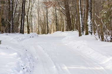 Kışın kozalaklı ormanda karlı patika yolu. Soğuk güneşli kış sabahı..