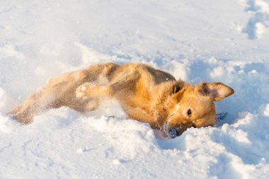 Golden Retriever dışarıda, soğuk kış akşamları güneşli karda sırtında oynuyor..