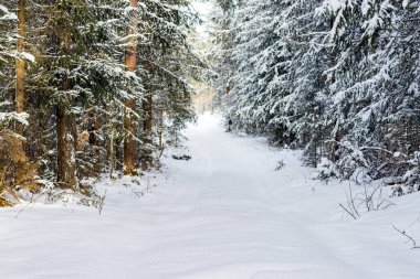 Kışın kozalaklı ormanda karlı patika yolu. Soğuk güneşli kış sabahı..