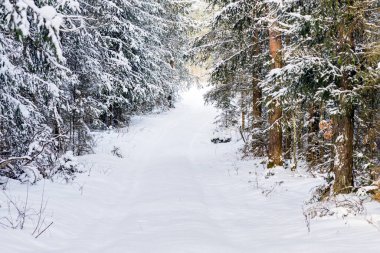 Kışın kozalaklı ormanda karlı patika yolu. Soğuk güneşli kış sabahı..