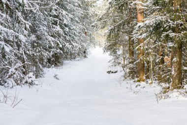 Kışın kozalaklı ormanda karlı patika yolu. Soğuk güneşli kış sabahı..
