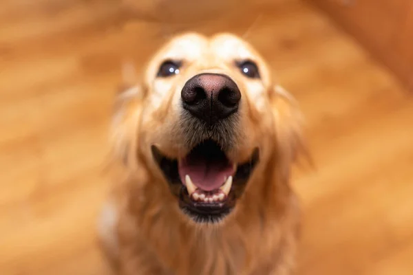 Cão Engraçado Golden Retriever Com Boca Aberta Sentado Chão Olhando — Fotografia de Stock