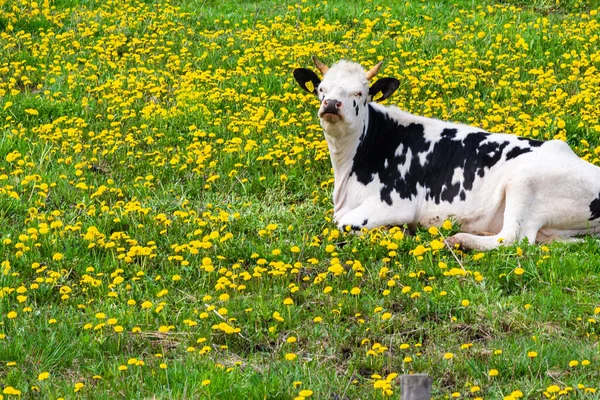 Vaca Blanca Negra Acostada Sobre Hierba Verde Hierba Con Flores —  Fotos de Stock