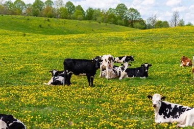Parlak ve güneşli bir günde yeşil çimenli bir tarlada siyah ve beyaz inekler. Yeşil çimlerde yatan inekler. Kırsal çiftçi kavramı..