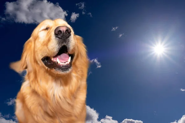 Golden Labrador Retriever Blue Sky Sun Shine Background Golden Retriever — Stock Photo, Image