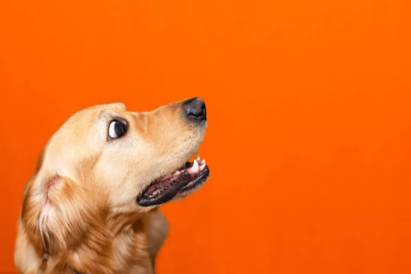 Retrato Sorprendido Labrador Golden Retriever Ojos Grandes Estudio Naranja Background — Foto de Stock