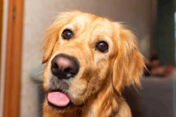 Cane Golden Retriever Con Bocca Aperta Seduto Sul Pavimento Guardando — Foto Stock