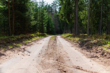 Bahar ormanı yolu güneş ışığı manzaralı. Sonbaharda yol, ilkbahar, yaz ormanı. Spring Forest Yolu. Ormandaki yol, orman yolu..
