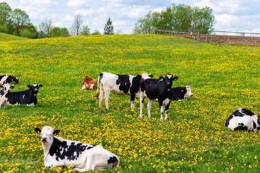 Parlak ve güneşli bir günde yeşil çimenli bir tarlada siyah ve beyaz inekler. Yeşil çimlerde yatan inekler. Kırsal çiftçi kavramı..