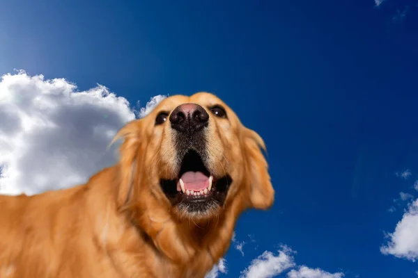 Golden Labrador Retriever Céu Azul Background Golden Retriever Feliz Engraçado — Fotografia de Stock