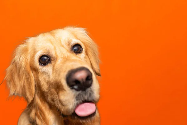 Portrét Zamyšleného Zlatého Retrívra Labradora Zobrazující Jazyk Oranžovém Pozadí Studia — Stock fotografie