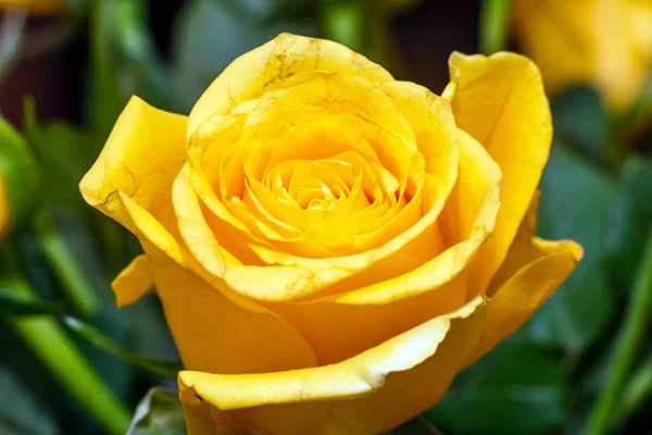 Closeup Beautiful Yellow Rose Macro Yellow Rosses Close Indoors Shot Stock Image