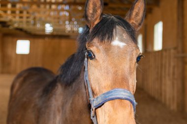 Kapalı alanda binicilik yapan sağlıklı kahverengi kestane atının portresi. Saf genç bir aygır portresi. Kapalı mekanda, yakın plan..