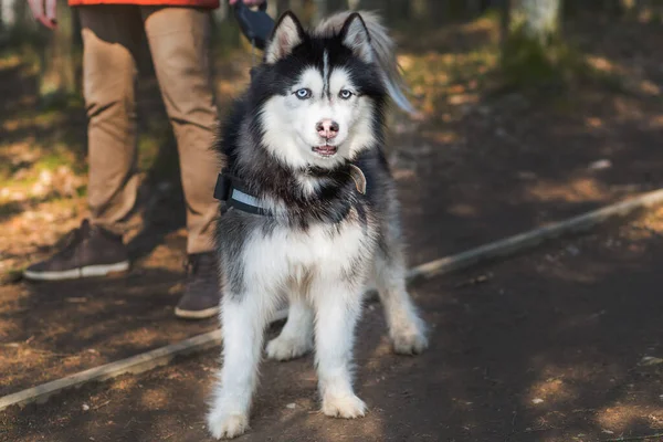 公園や森の自然光の中で密接な肖像画を結ぶ上でハスキー犬 — ストック写真