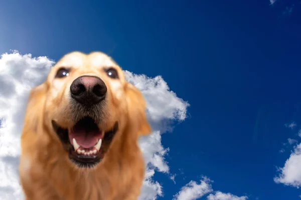 Golden Labrador Retriever Blauwe Lucht Achtergrond Golden Retriever Gelukkig Grappig — Stockfoto