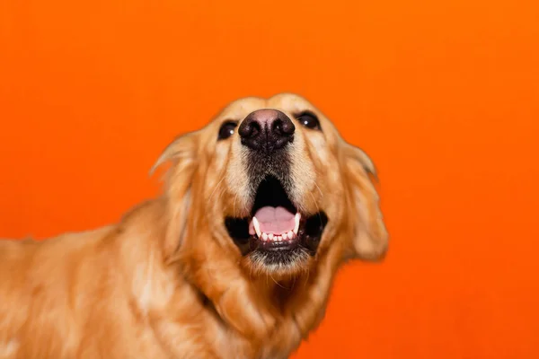 Porträtt Hunny Golden Retriever Labrador Mun Öppnas Orange Studio Bakgrund — Stockfoto